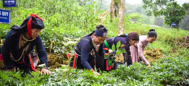 Việt Nam có nhiều loại dược liệu quý, là "kho báu xanh" có thể phát triển thành chuỗi giá trị xuất khẩu dược liệu toàn cầu. (Ảnh: Báo Công thương)