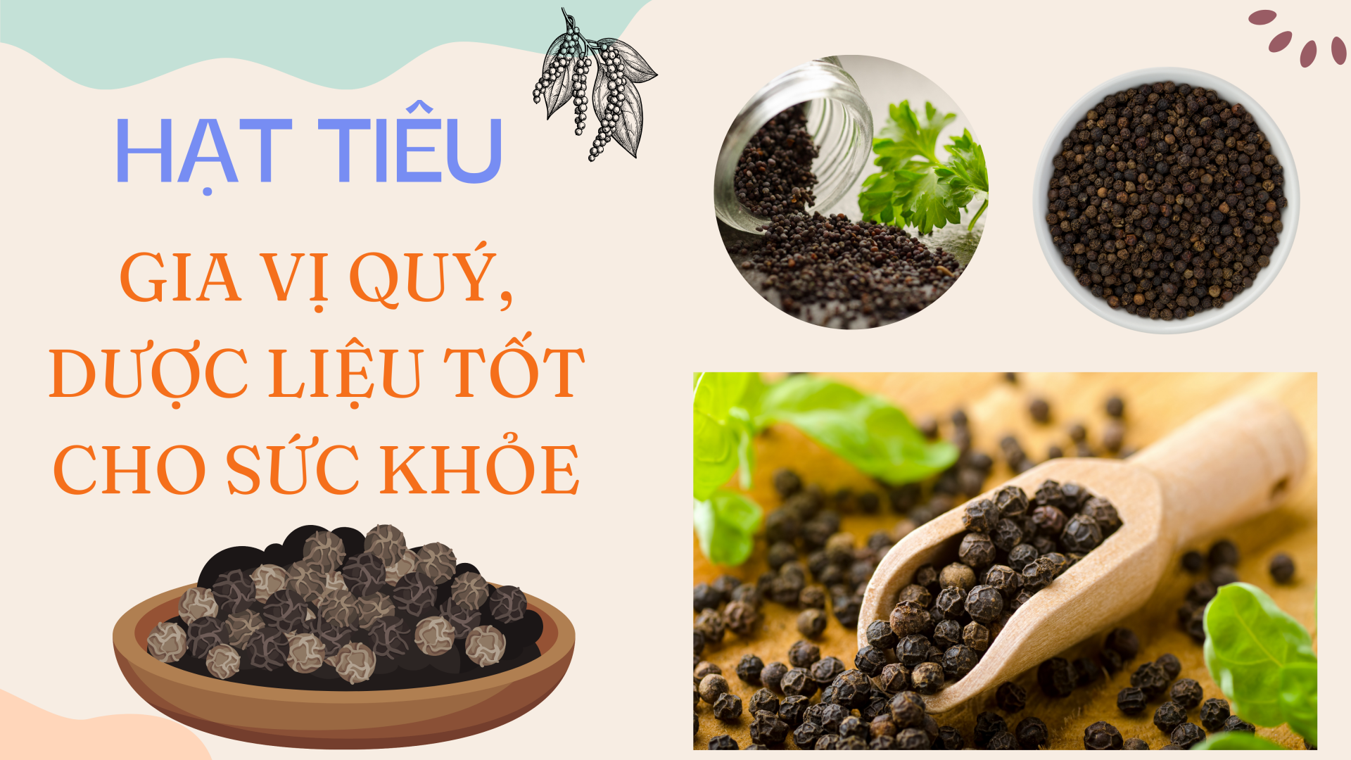 Hạt tiêu - Gia vị quý, dược liệu tốt cho sức khỏe