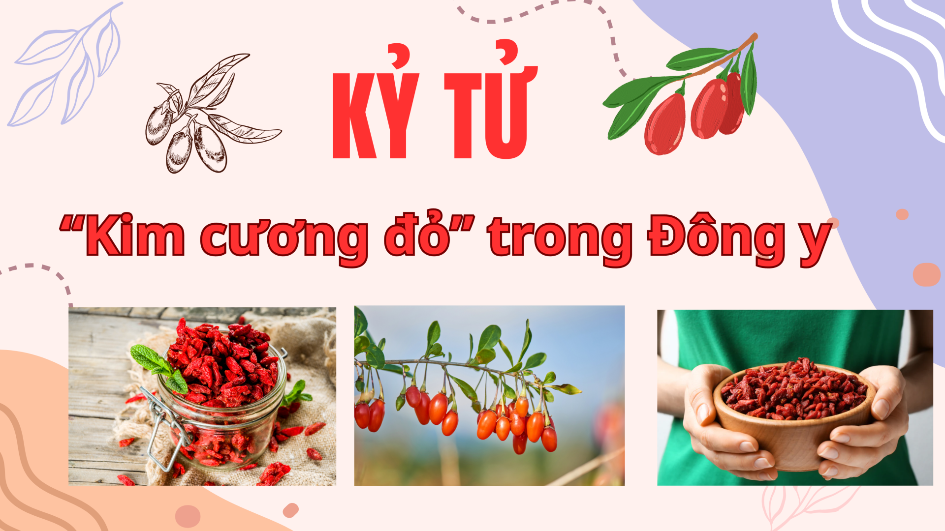 Kỷ tử - Kim cương đỏ trong Đông y