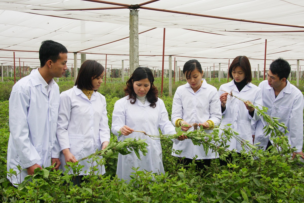 Hoàn thiện khung pháp lý để phát triển y dược cổ truyền Việt Nam trong hội nhập quốc tế