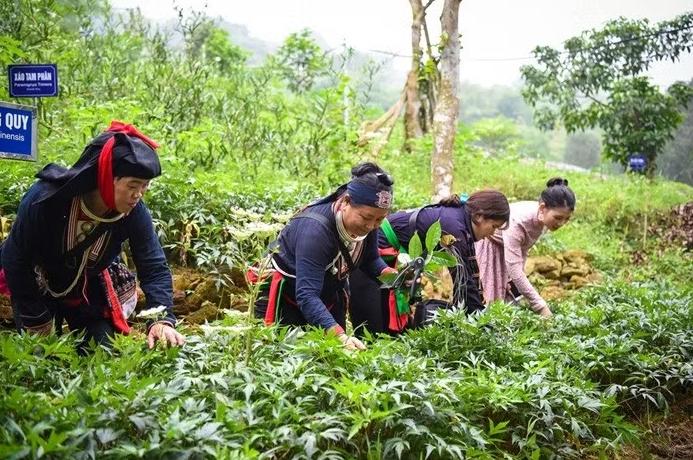 Y học cổ truyền cần trở thành sức mạnh mềm quốc gia