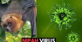 THÔNG TIN VÀ KHUYẾN CÁO PHÒNG CHỐNG VỀ DỊCH BỆNH  DO VI RÚT NIPAH TẠI VIỆT NAM